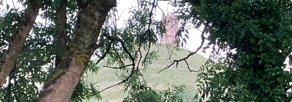 Wachauer Landschaft hinter Bäumen